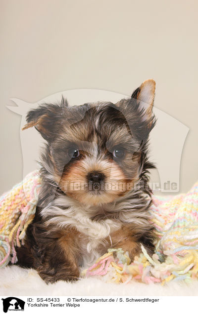 Yorkshire Terrier Welpe / Yorkshire Terrier Puppy / SS-45433