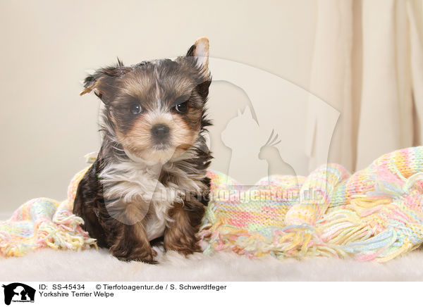 Yorkshire Terrier Welpe / Yorkshire Terrier Puppy / SS-45434