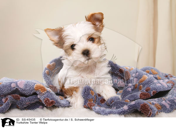 Yorkshire Terrier Welpe / SS-45435