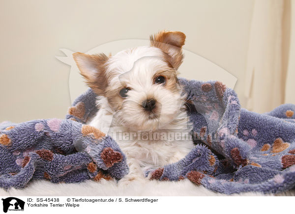 Yorkshire Terrier Welpe / Yorkshire Terrier Puppy / SS-45438