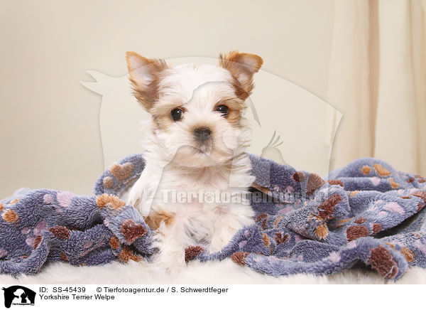 Yorkshire Terrier Welpe / SS-45439