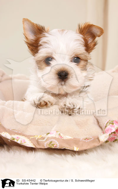 Yorkshire Terrier Welpe / Yorkshire Terrier Puppy / SS-45442