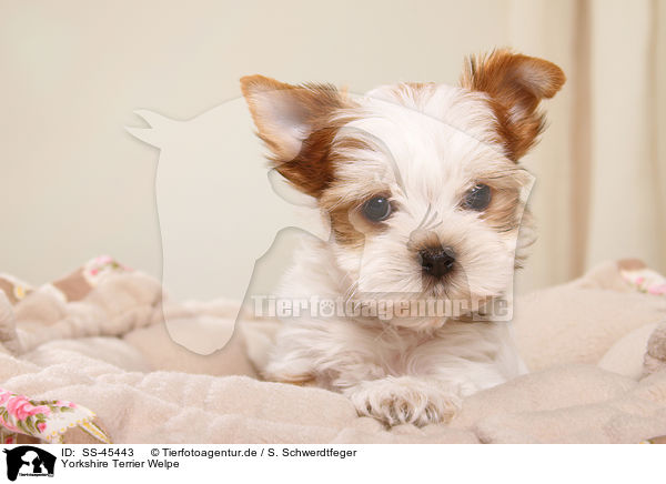 Yorkshire Terrier Welpe / Yorkshire Terrier Puppy / SS-45443