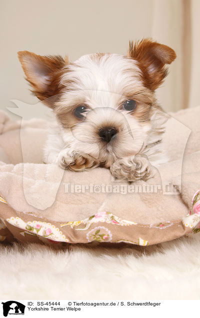 Yorkshire Terrier Welpe / Yorkshire Terrier Puppy / SS-45444