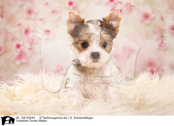 Yorkshire Terrier Welpe / Yorkshire Terrier Puppy / SS-45445