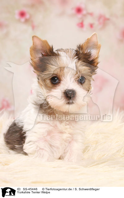 Yorkshire Terrier Welpe / Yorkshire Terrier Puppy / SS-45446