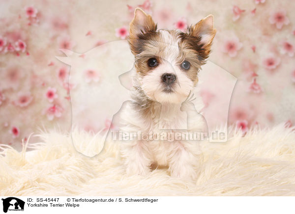 Yorkshire Terrier Welpe / Yorkshire Terrier Puppy / SS-45447