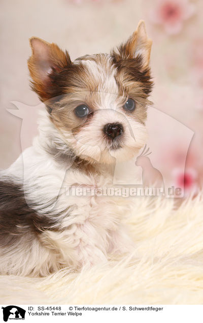 Yorkshire Terrier Welpe / Yorkshire Terrier Puppy / SS-45448
