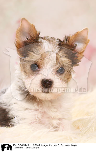 Yorkshire Terrier Welpe / Yorkshire Terrier Puppy / SS-45449