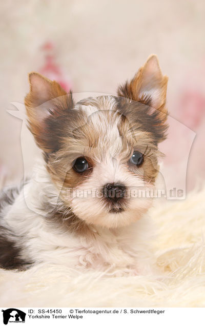 Yorkshire Terrier Welpe / Yorkshire Terrier Puppy / SS-45450