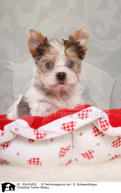 Yorkshire Terrier Welpe / Yorkshire Terrier Puppy / SS-45452