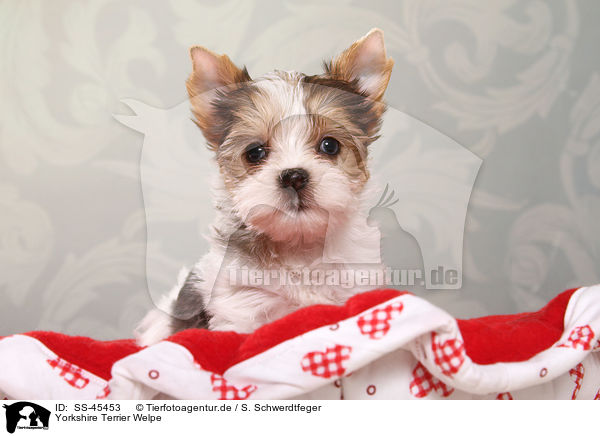 Yorkshire Terrier Welpe / Yorkshire Terrier Puppy / SS-45453