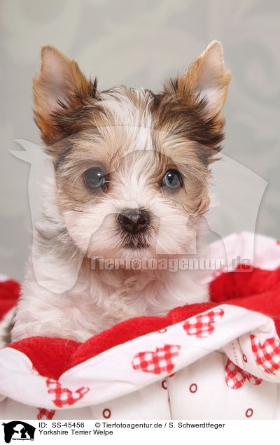 Yorkshire Terrier Welpe / Yorkshire Terrier Puppy / SS-45456