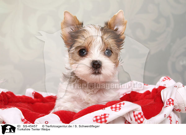 Yorkshire Terrier Welpe / Yorkshire Terrier Puppy / SS-45457