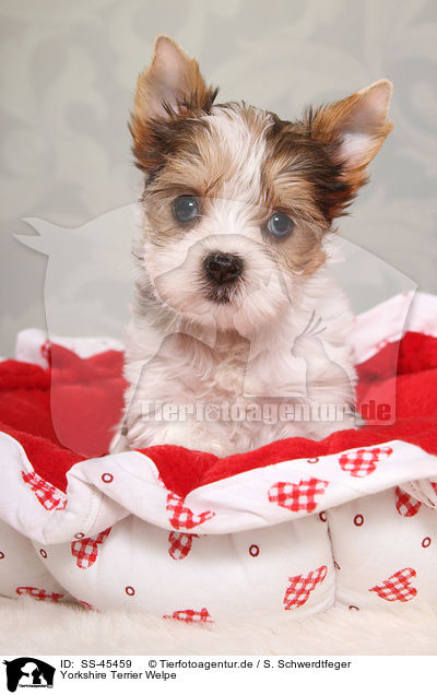 Yorkshire Terrier Welpe / Yorkshire Terrier Puppy / SS-45459