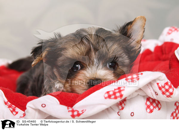 Yorkshire Terrier Welpe / Yorkshire Terrier Puppy / SS-45460