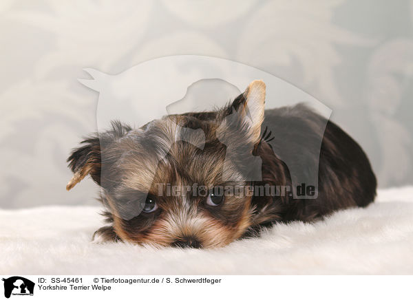 Yorkshire Terrier Welpe / Yorkshire Terrier Puppy / SS-45461
