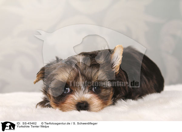 Yorkshire Terrier Welpe / Yorkshire Terrier Puppy / SS-45462
