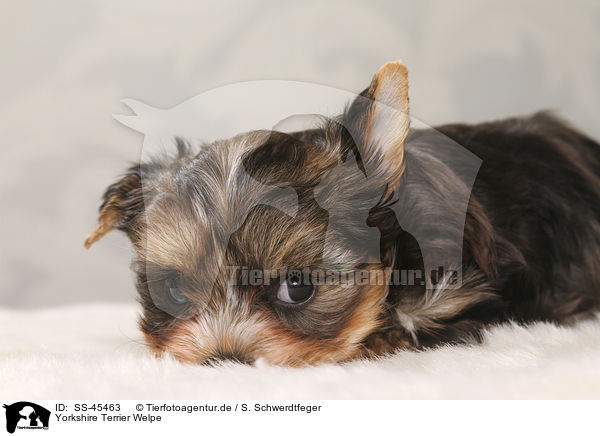 Yorkshire Terrier Welpe / Yorkshire Terrier Puppy / SS-45463