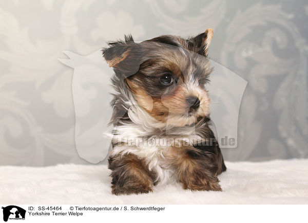 Yorkshire Terrier Welpe / Yorkshire Terrier Puppy / SS-45464