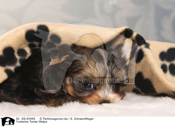 Yorkshire Terrier Welpe / Yorkshire Terrier Puppy / SS-45465