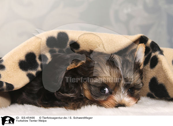 Yorkshire Terrier Welpe / Yorkshire Terrier Puppy / SS-45466