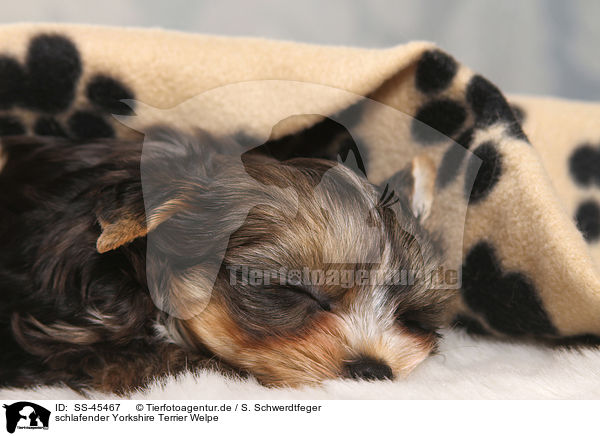 schlafender Yorkshire Terrier Welpe / sleeping Yorkshire Terrier Puppy / SS-45467