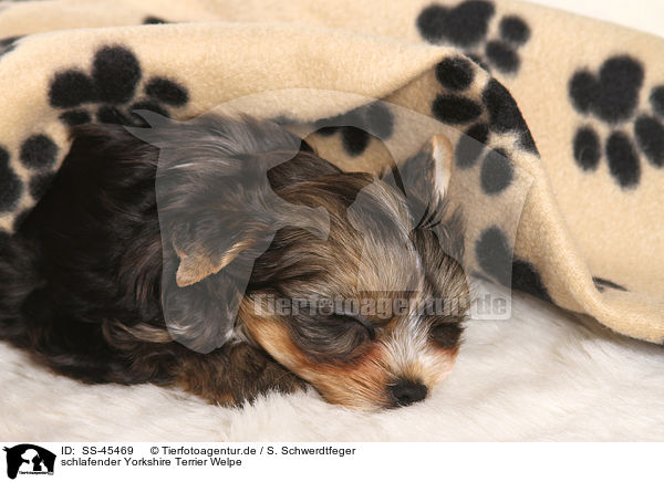 schlafender Yorkshire Terrier Welpe / sleeping Yorkshire Terrier Puppy / SS-45469