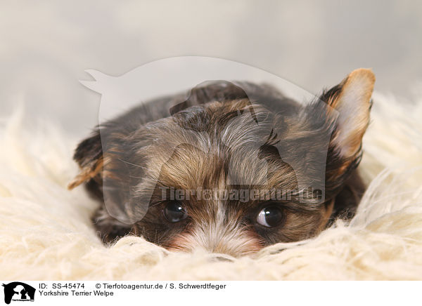 Yorkshire Terrier Welpe / Yorkshire Terrier Puppy / SS-45474