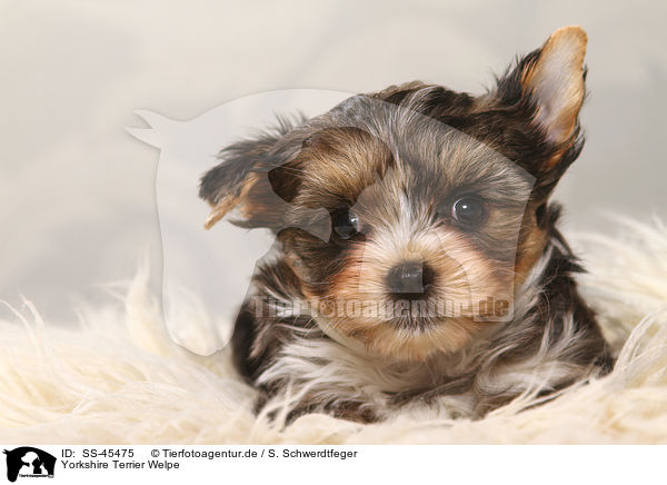 Yorkshire Terrier Welpe / Yorkshire Terrier Puppy / SS-45475