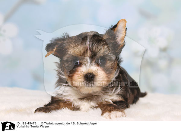 Yorkshire Terrier Welpe / Yorkshire Terrier Puppy / SS-45479