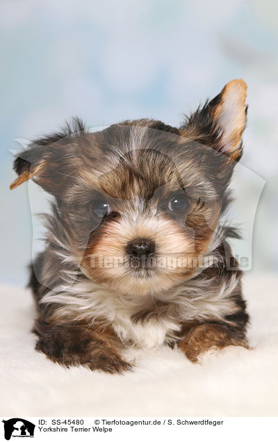 Yorkshire Terrier Welpe / Yorkshire Terrier Puppy / SS-45480