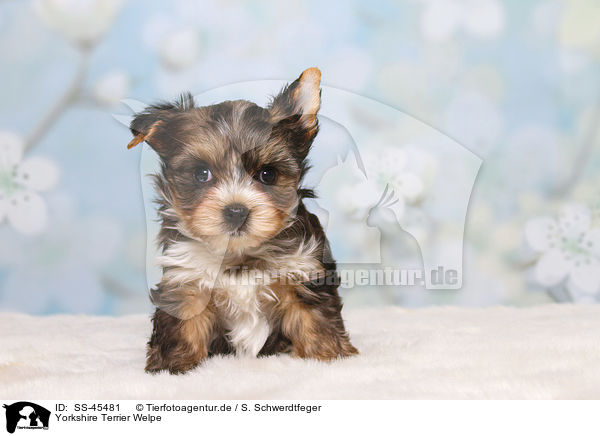 Yorkshire Terrier Welpe / Yorkshire Terrier Puppy / SS-45481