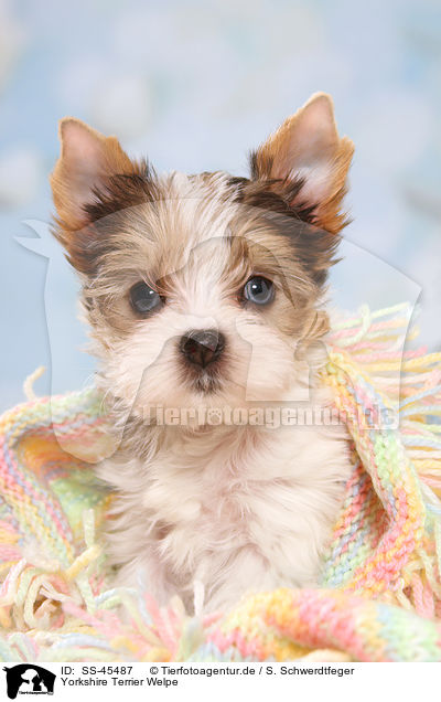 Yorkshire Terrier Welpe / Yorkshire Terrier Puppy / SS-45487