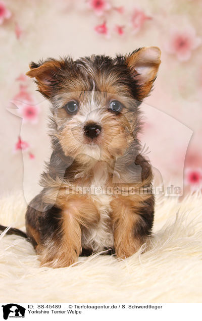 Yorkshire Terrier Welpe / Yorkshire Terrier Puppy / SS-45489
