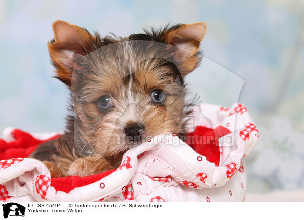 Yorkshire Terrier Welpe / Yorkshire Terrier Puppy / SS-45494