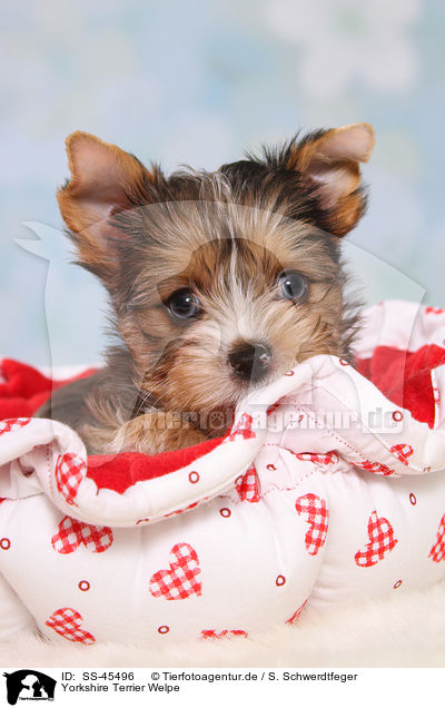 Yorkshire Terrier Welpe / Yorkshire Terrier Puppy / SS-45496