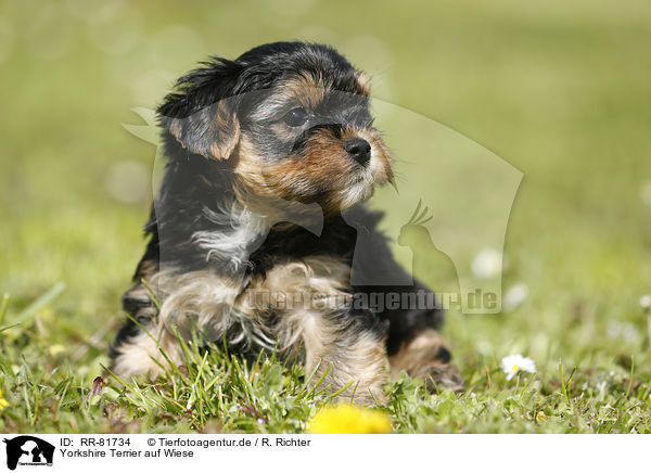 Yorkshire Terrier auf Wiese / Yorkshire Terrier on meadow / RR-81734
