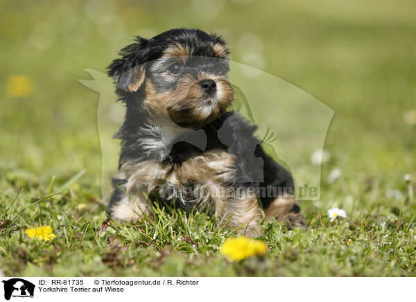 Yorkshire Terrier auf Wiese / Yorkshire Terrier on meadow / RR-81735