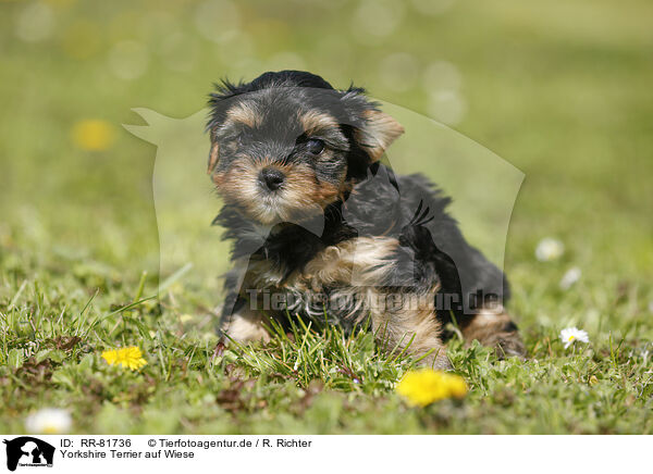 Yorkshire Terrier auf Wiese / Yorkshire Terrier on meadow / RR-81736