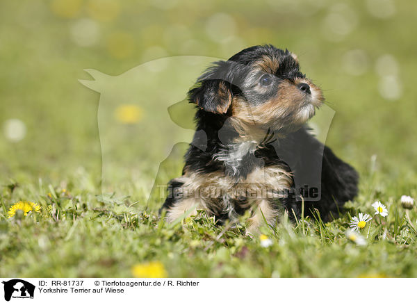 Yorkshire Terrier auf Wiese / Yorkshire Terrier on meadow / RR-81737