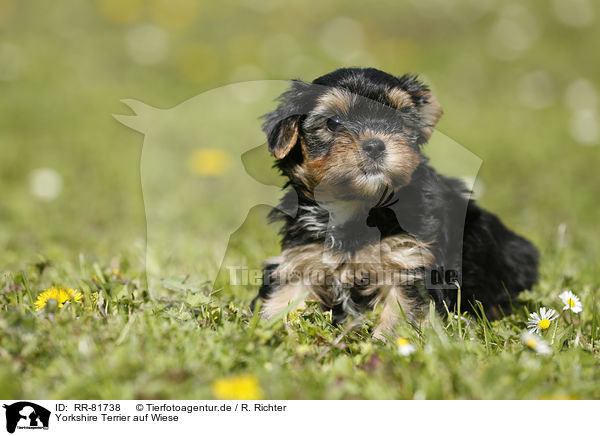 Yorkshire Terrier auf Wiese / Yorkshire Terrier on meadow / RR-81738