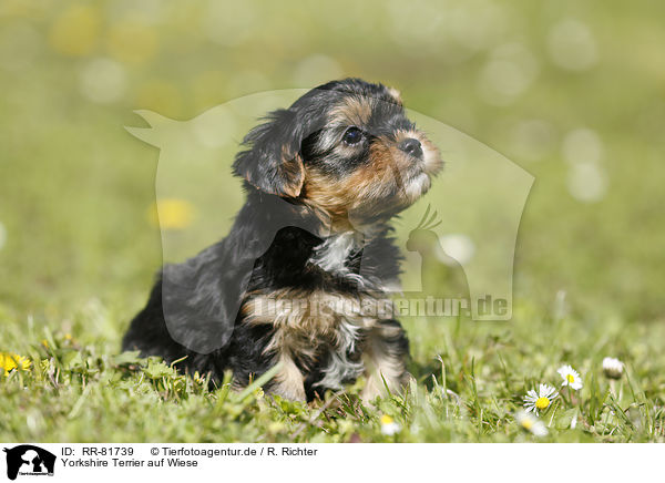 Yorkshire Terrier auf Wiese / Yorkshire Terrier on meadow / RR-81739