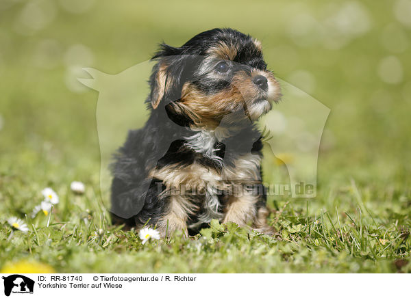 Yorkshire Terrier auf Wiese / Yorkshire Terrier on meadow / RR-81740