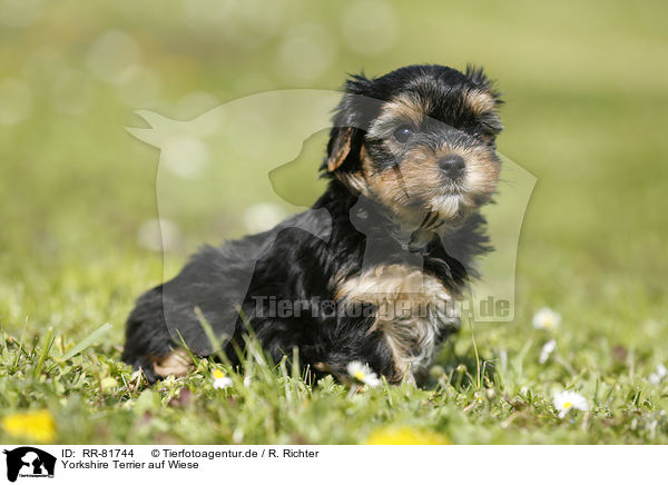 Yorkshire Terrier auf Wiese / Yorkshire Terrier on meadow / RR-81744