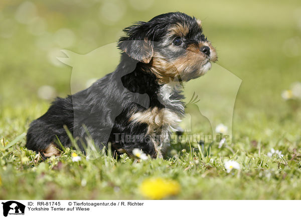 Yorkshire Terrier auf Wiese / Yorkshire Terrier on meadow / RR-81745