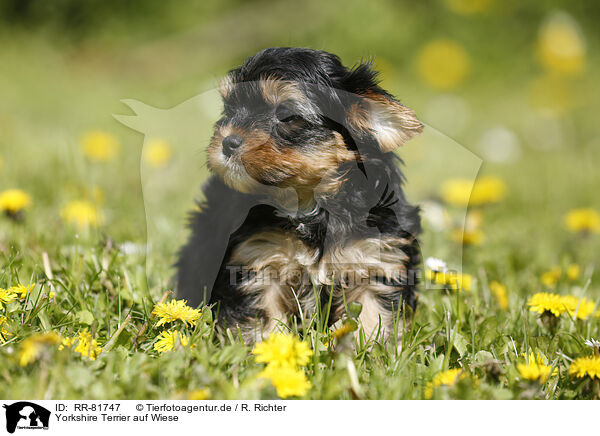 Yorkshire Terrier auf Wiese / Yorkshire Terrier on meadow / RR-81747