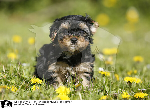 Yorkshire Terrier auf Wiese / Yorkshire Terrier on meadow / RR-81748