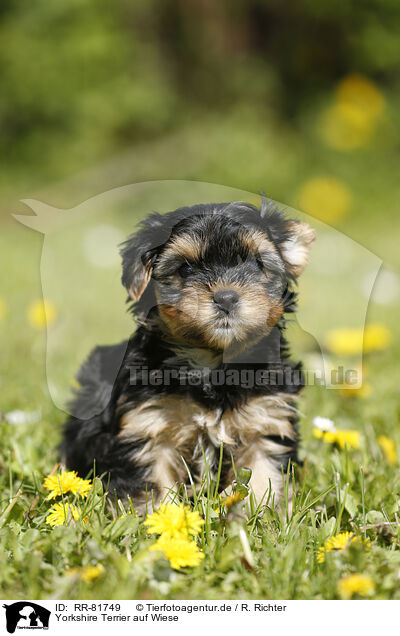 Yorkshire Terrier auf Wiese / Yorkshire Terrier on meadow / RR-81749