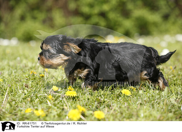 Yorkshire Terrier auf Wiese / Yorkshire Terrier on meadow / RR-81751